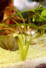 Vallisneria spiralis ‚Tiger’, Ophalen