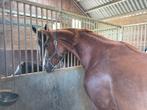 7 jarige merrie, Dieren en Toebehoren, Merrie, Springpaard, Zadelmak, 7 tot 10 jaar