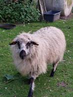 Ooi Schaap Walliser Schwarznase, Vrouwelijk, Schaap, 0 tot 2 jaar