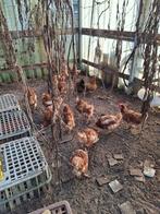 Bruine legkippen, Dieren en Toebehoren, Vrouwelijk, Kip