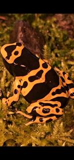 dendrobates leucomelas ( bijengifkikker ), Dieren en Toebehoren, Reptielen en Amfibieën, Amfibie, Tam, 3 tot 6 jaar