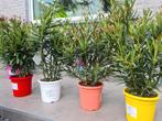 Nerium Oleander, Tuin en Terras, Planten | Tuinplanten, Ophalen