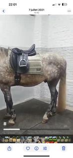 Selle de dressage Ikonic 17,5“, Animaux & Accessoires, Chevaux & Poneys | Selles, Enlèvement, Comme neuf, Dressage