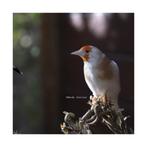 Putters Brunpastel, Dieren en Toebehoren, Meerdere dieren, Wildzangvogel, Geringd