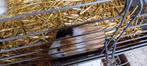 ‼️‼️cavias ‼️‼️, Dieren en Toebehoren, Knaagdieren, Oktober, Mannelijk, Cavia