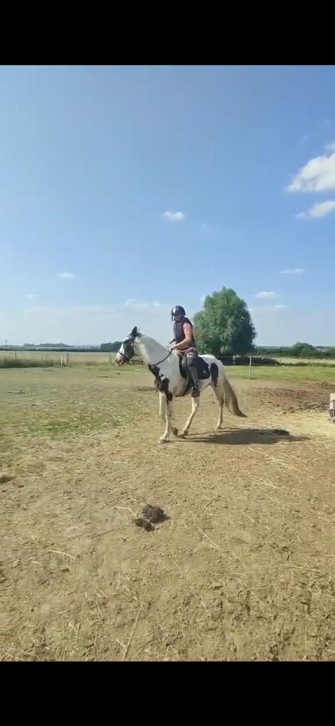 3 jarige nakomeling Darling O Lena Lynx, Dieren en Toebehoren, Paarden, Hengst, Zadelmak