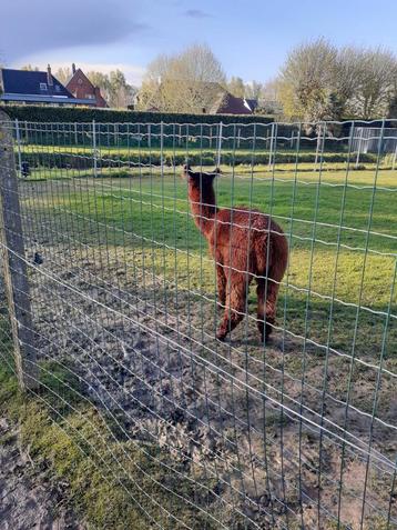 Alpaca hengst