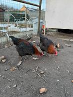 Hanen brahma isabel en marans, Dieren en Toebehoren, Mannelijk, Kip