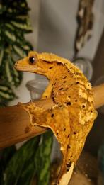 Wimpergekko crested gecko vrouw, Dieren en Toebehoren, Reptielen en Amfibieën