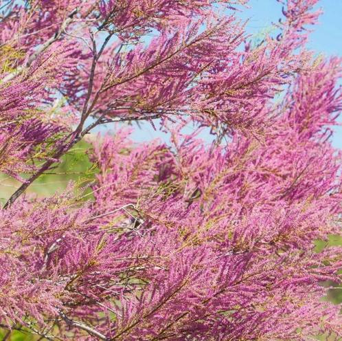 Tamaris, Tuin en Terras, Planten | Struiken en Hagen, Haag, Overige soorten, 100 tot 250 cm, Ophalen