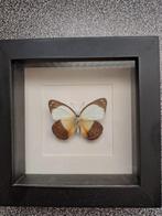 Vlinder taxidermie, Verzamelen, Dierenverzamelingen, Ophalen, Nieuw, Insect, Opgezet dier