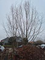 Gratis hout / wilgentenen, Tuin en Terras, Planten | Bomen, Ophalen