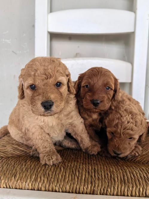 Labradoodle pups mini abrikoos met stamboom, Dieren en Toebehoren, Honden | Retrievers, Spaniëls en Waterhonden, Meerdere dieren