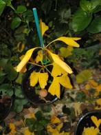 ginkgo Bilbao jonge boom in de herfst, Tuin en Terras, Ophalen, Herfst