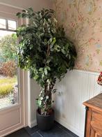 2 prachtige kunstbomen / planten, Tuin en Terras, Ophalen, Overige soorten, 100 tot 250 cm