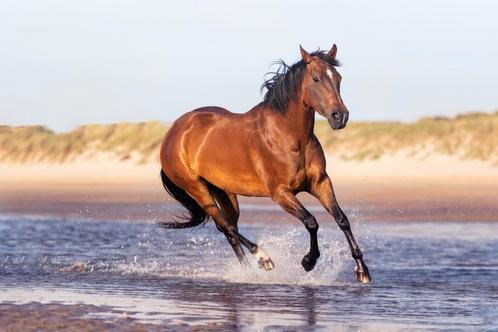 Quarter horse te koop, Animaux & Accessoires, Chevaux, Jument, Moins de 160 cm, 11 ans ou plus, Cheval de récréation, Avec pedigree