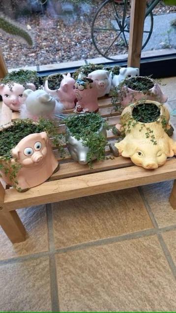 beeldjes opgevuld met krulhaar plantje vanaf 2€ beschikbaar voor biedingen