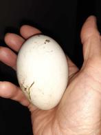 Ganzeneieren, Dieren en Toebehoren, Gans of Zwaan