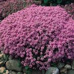 Thymus serpyllum, Ophalen, Vaste plant, Bodembedekkers