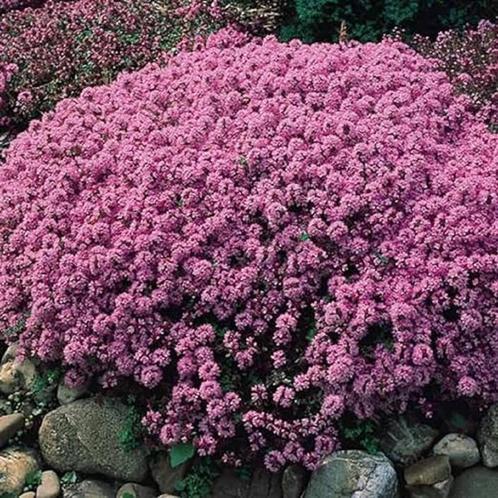 Thymus serpyllum, Tuin en Terras, Planten | Tuinplanten, Vaste plant, Bodembedekkers, Ophalen
