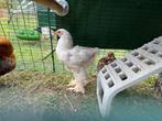 Rasechte Brahma Isabelle haan, Dieren en Toebehoren, Pluimvee, Mannelijk, Kip