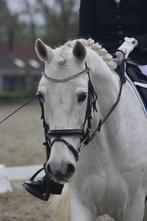 Ruin 11 jaar 1m55, Dieren en Toebehoren, Paarden, Gechipt, Minder dan 160 cm, Ruin, 11 jaar of ouder