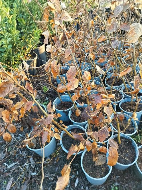 carpinus betulus (gewone haagbeuk) in pot. 50stuks, Tuin en Terras, Planten | Struiken en Hagen, Haag, Haagbeuk, Minder dan 100 cm
