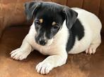 Jack russell Pups, Dieren en Toebehoren, België, Particulier, Jack Russell Terriër, CDV (hondenziekte)