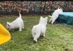 Chiots West Highland White Terrier, Animaux & Accessoires, Chiens | Jack Russell & Terriers, Plusieurs, Étranger, Parvovirose