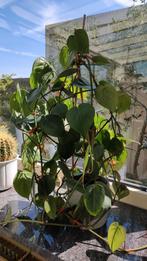 Philodendron, hangplant: stekjes, Huis en Inrichting, Ophalen