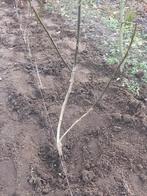 Okkernoot notenboom, Tuin en Terras, Ophalen, Minder dan 100 cm, Lente, Overige soorten