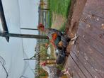 Creme leghbar haan en olijflegger haan, Dieren en Toebehoren, Mannelijk, Kip