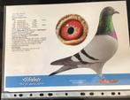 Te veel kwekers, Dieren en Toebehoren, Vogels | Duiven