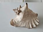 Strombus gigas, is een grote, zachte zeeslak, Ophalen of Verzenden