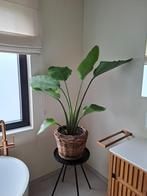 Strelitsia plant met pot, Ophalen