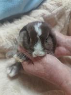 Heel lief en jong NHD dwergkonijn duo, Meerdere dieren, Dwerg, Hangoor, 0 tot 2 jaar