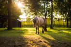 ruiter gezocht( verzorger), Dieren en Toebehoren, Paarden