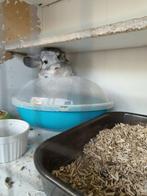 Chinchilla vrouwtje eventueel met verblijf, Dieren en Toebehoren, Knaagdieren, November, Vrouwelijk, Chinchilla