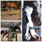 Talentvolle merrie met gouden karakter – AirjordanXhaerthbre, Dieren en Toebehoren, Merrie, 170 tot 175 cm