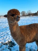 Jonge alpaca hengst