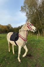 Jument, Dieren en Toebehoren, Paarden, Merrie, L