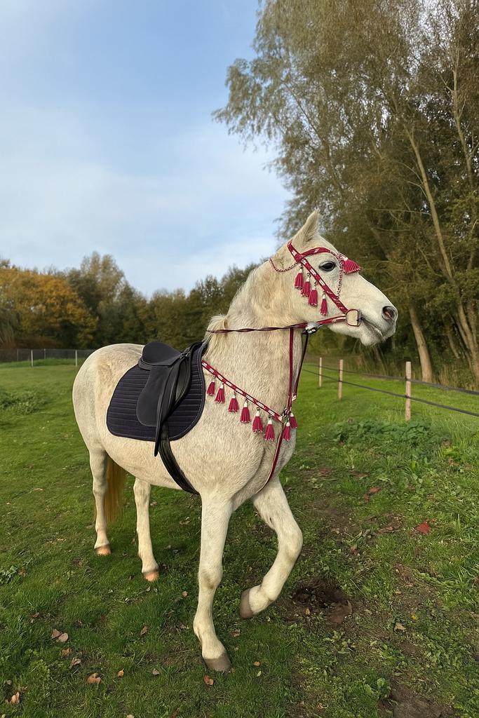 Jument, Dieren en Toebehoren, Paarden, Merrie, L