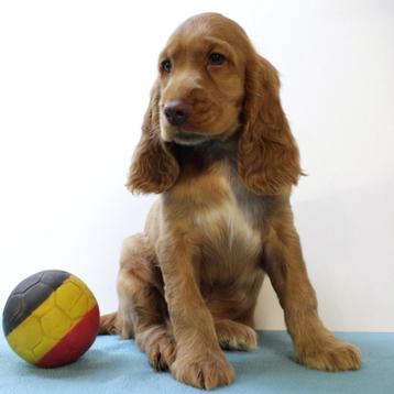 Engelse Cocker (verschillende kleuren) puppy's te koop  beschikbaar voor biedingen
