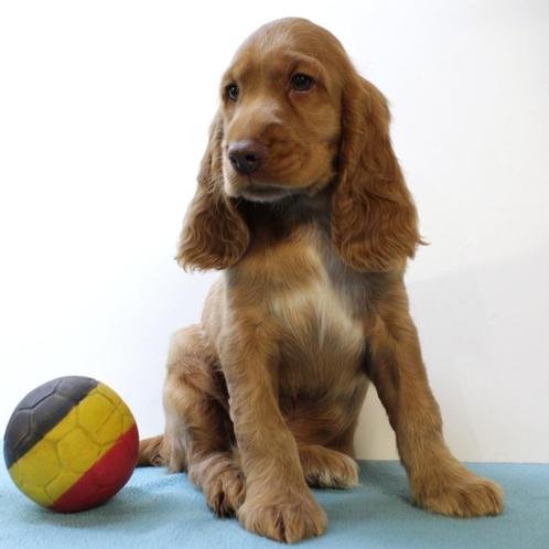 Engelse Cocker (verschillende kleuren) puppy's te koop, Dieren en Toebehoren, Honden | Retrievers, Spaniëls en Waterhonden, Meerdere dieren