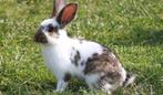 Vlinder Konijnen, verschillende kleuren, Dieren en Toebehoren, Konijnen