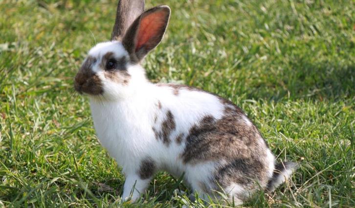 Vlinder Konijnen, verschillende kleuren, Dieren en Toebehoren, Konijnen