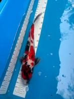 40 cm Showa koi, Karper of Koi