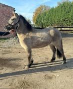 pony te koop, Dieren en Toebehoren, Pony's, Gechipt, Ruin, 3 tot 6 jaar, C pony (1.27m tot 1.37m)