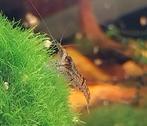 Crevettes Neocaridina de couleur sauvage