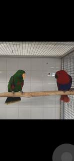 Te koop koppel edel papagaaien, Dieren en Toebehoren, Meerdere dieren, Papegaai, Geringd
